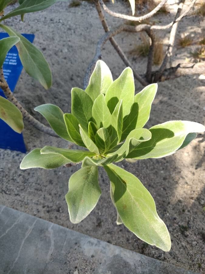 Heliotropium foertherianum — search result for 'Heliotropium'