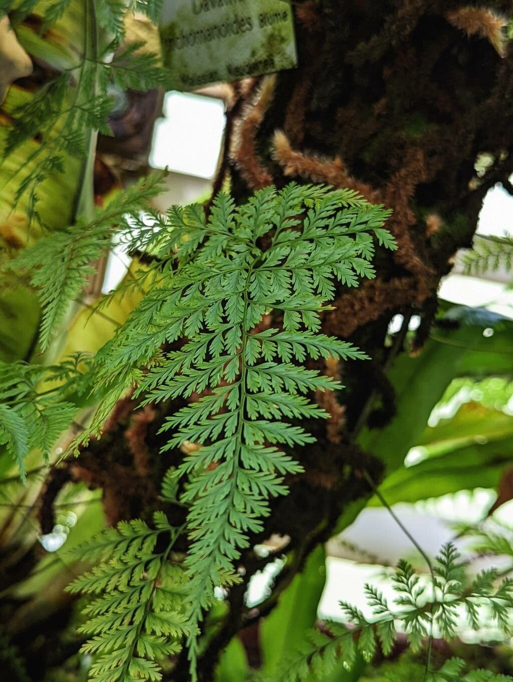 Davallia trichomanoides leaf