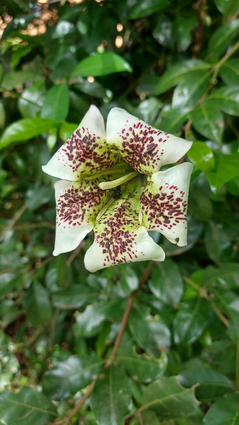 Rothmannia longiflora — search result for 'Rothmannia'