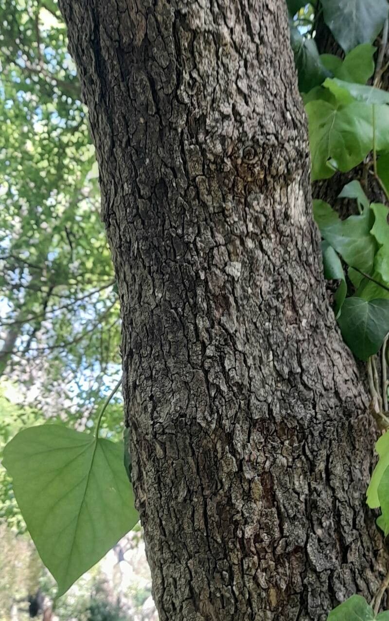 Xylosma pubescens bark
