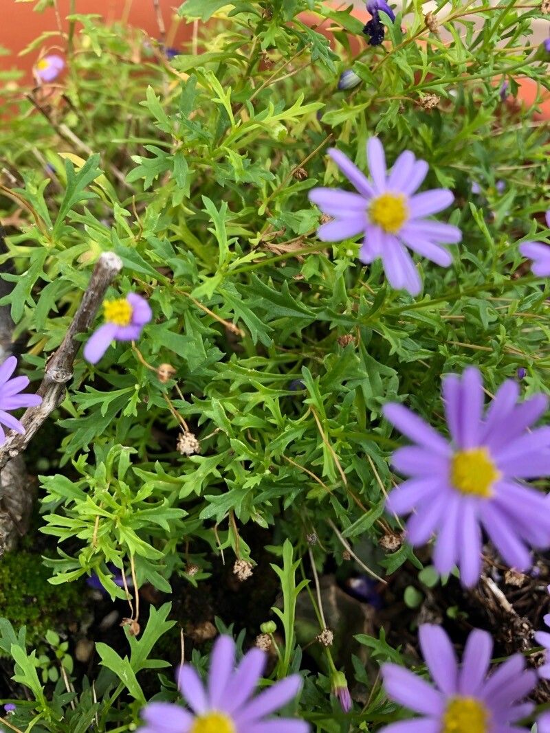 Brachyscome angustifolia