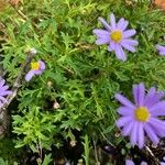 Brachyscome angustifolia