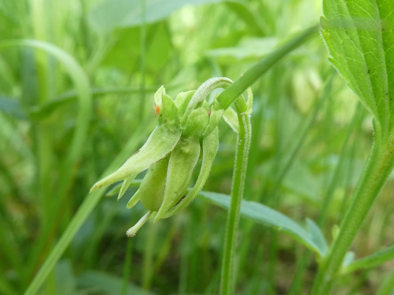 Viola elatior fruit