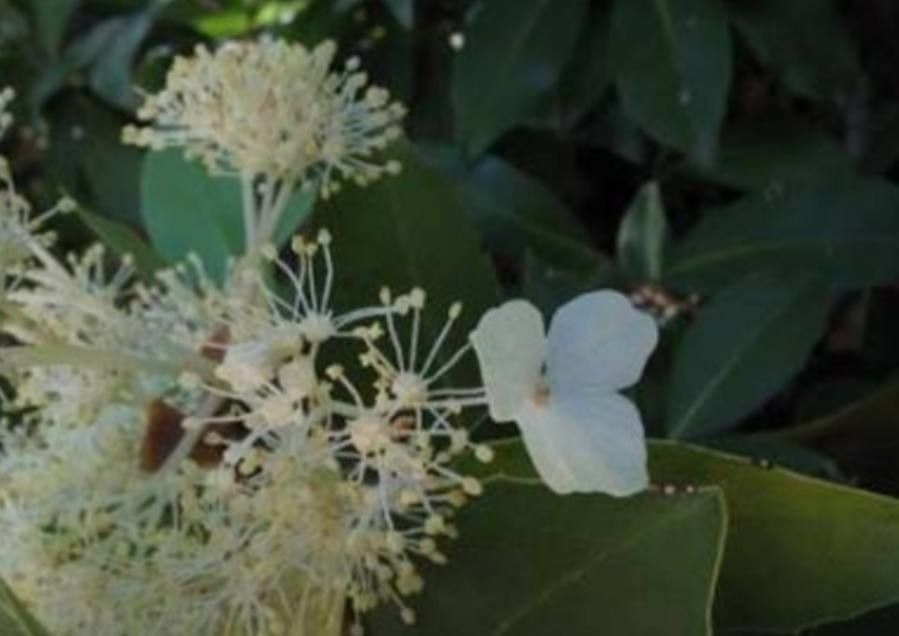 Hydrangea serratifolia flower