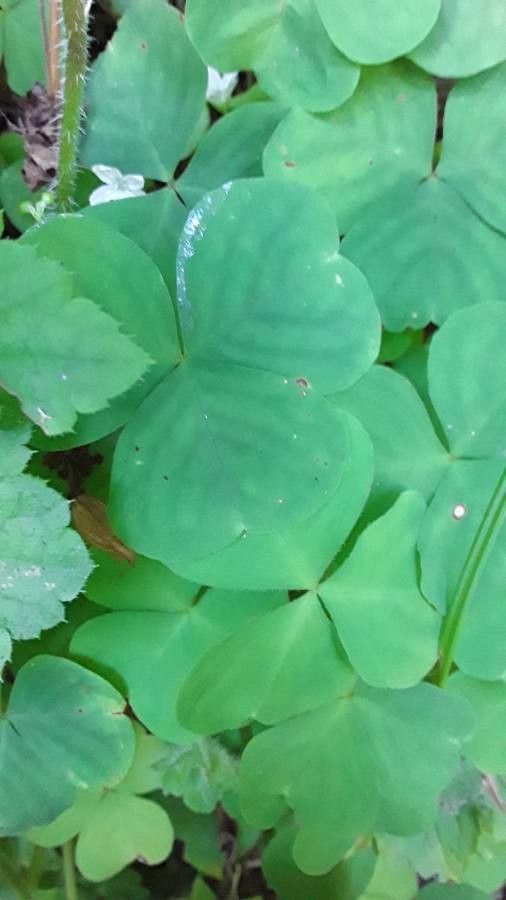 Oxalis trilliifolia leaf
