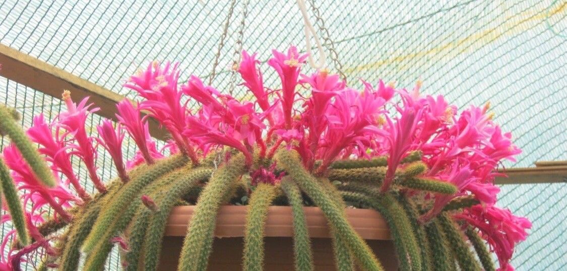 Disocactus flagelliformis flower
