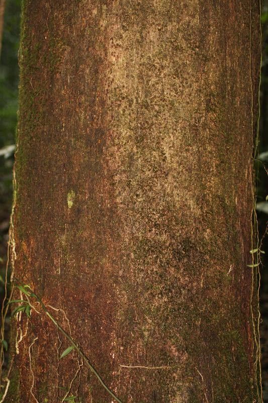 Eperua rubiginosa bark