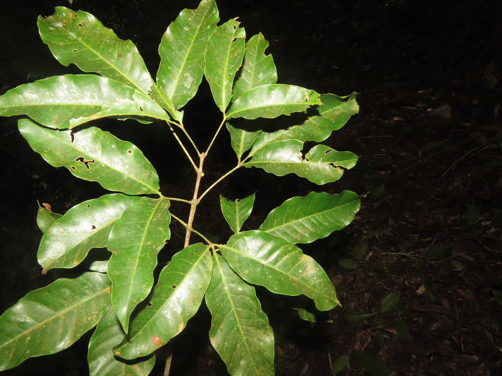 Billia rosea — houseplant care guide