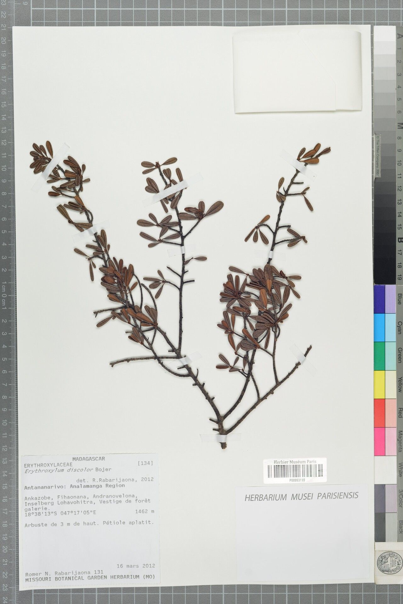 Erythroxylum discolor — houseplant care guide