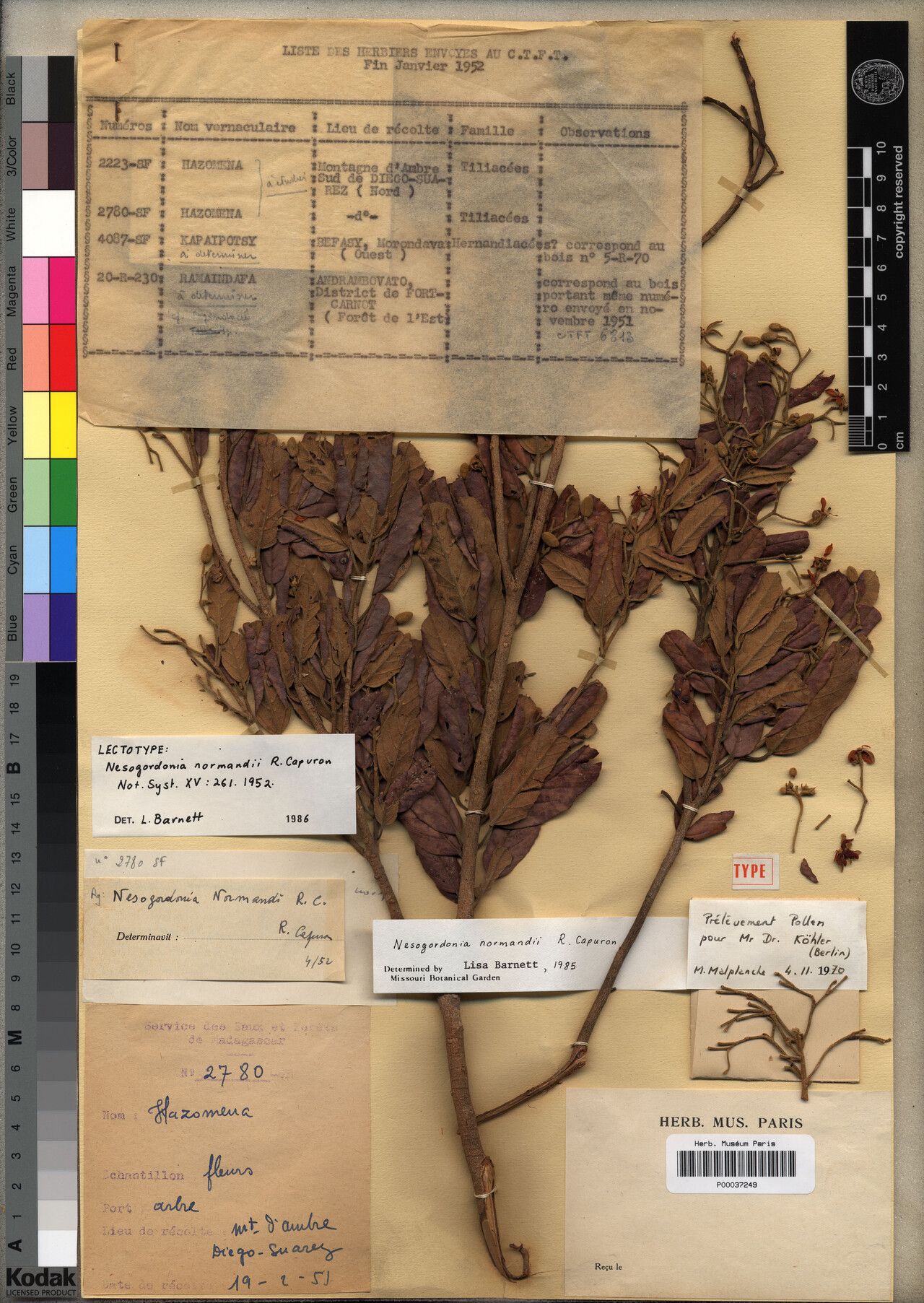 Nesogordonia normandii — houseplant care guide