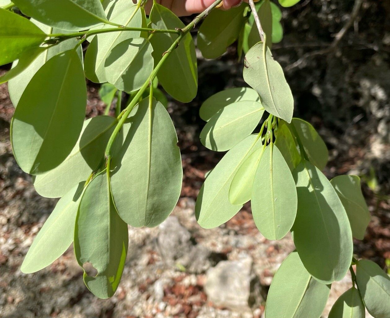 Erythroxylum confusum leaf