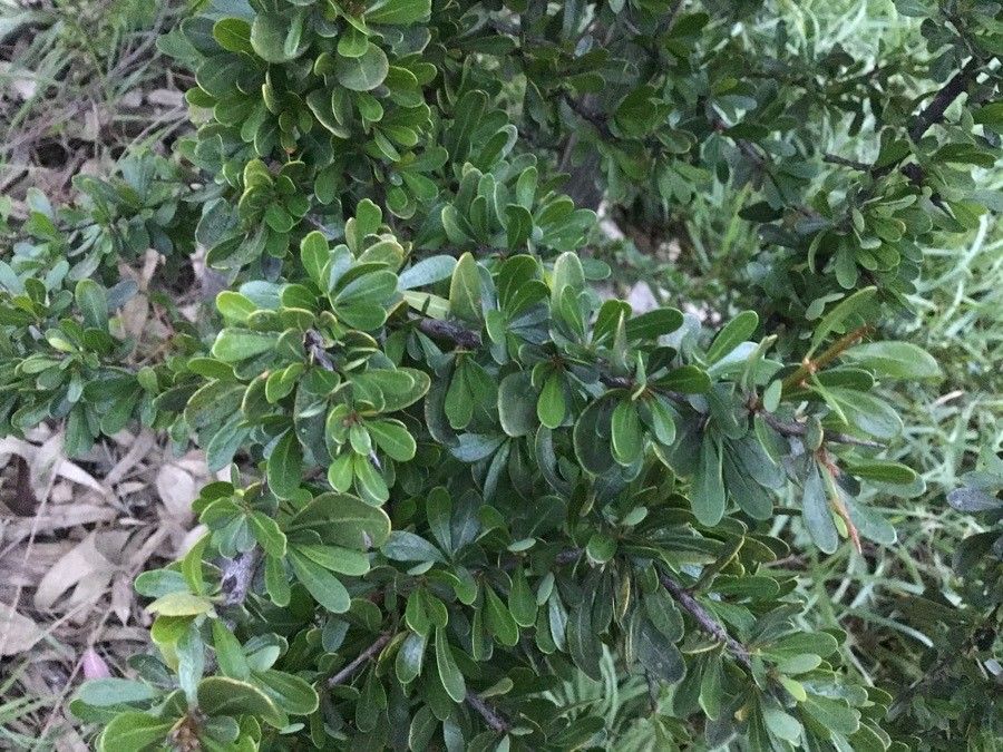 Argania spinosa — clay tolerant houseplant