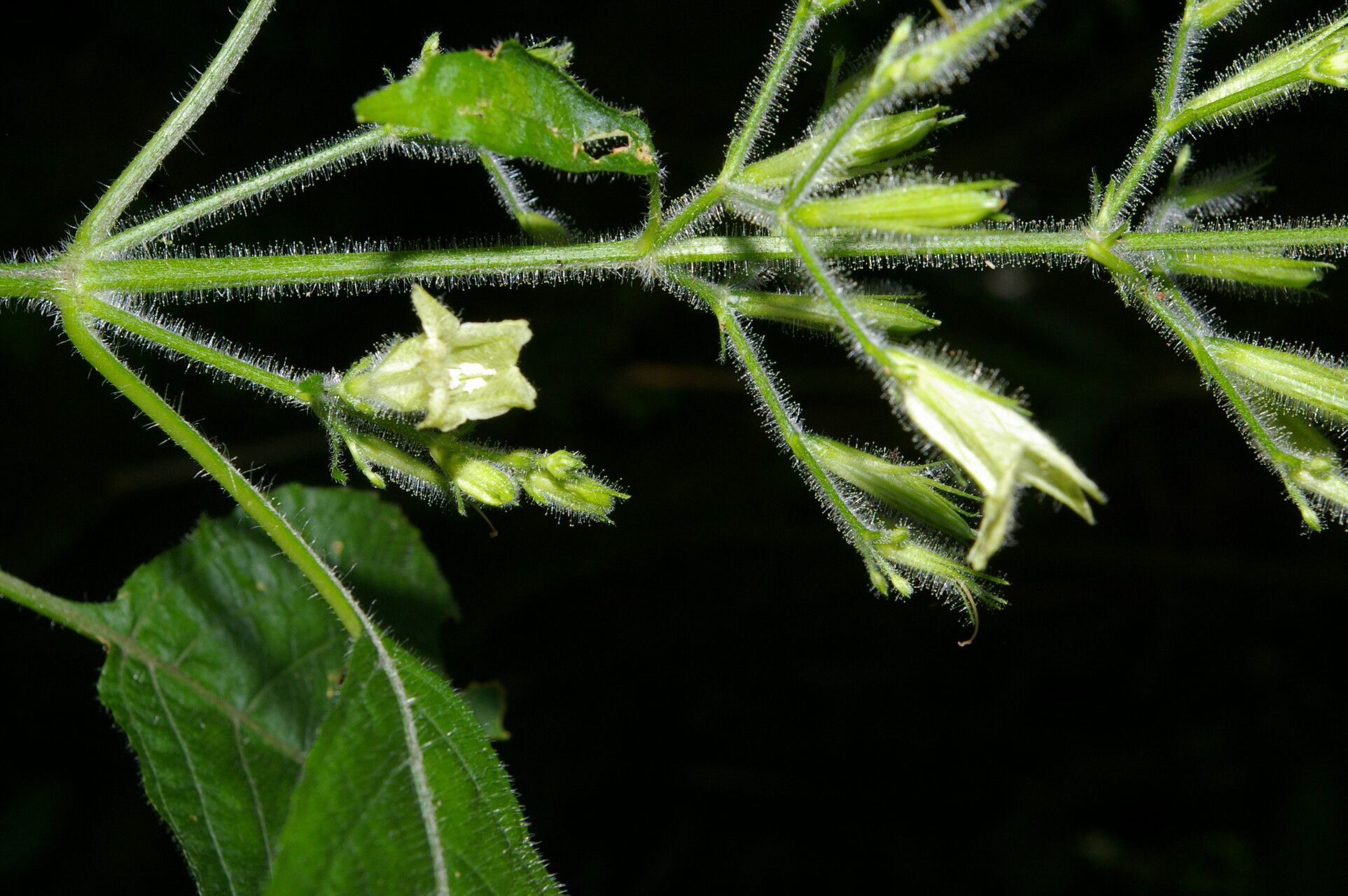 Ruellia ochroleuca flower