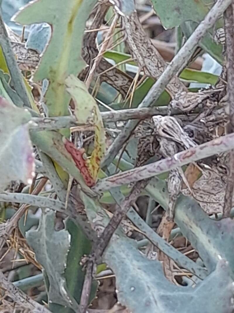 Launaea procumbens bark