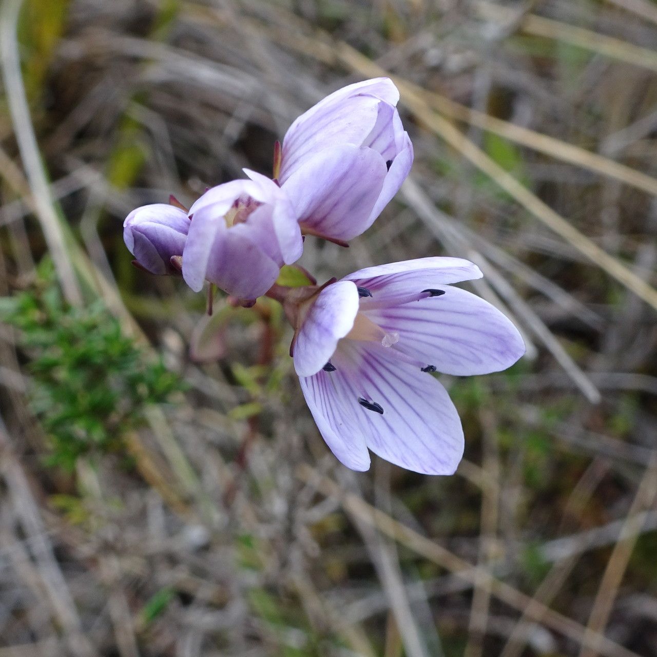 Gentianella corymbosa flower