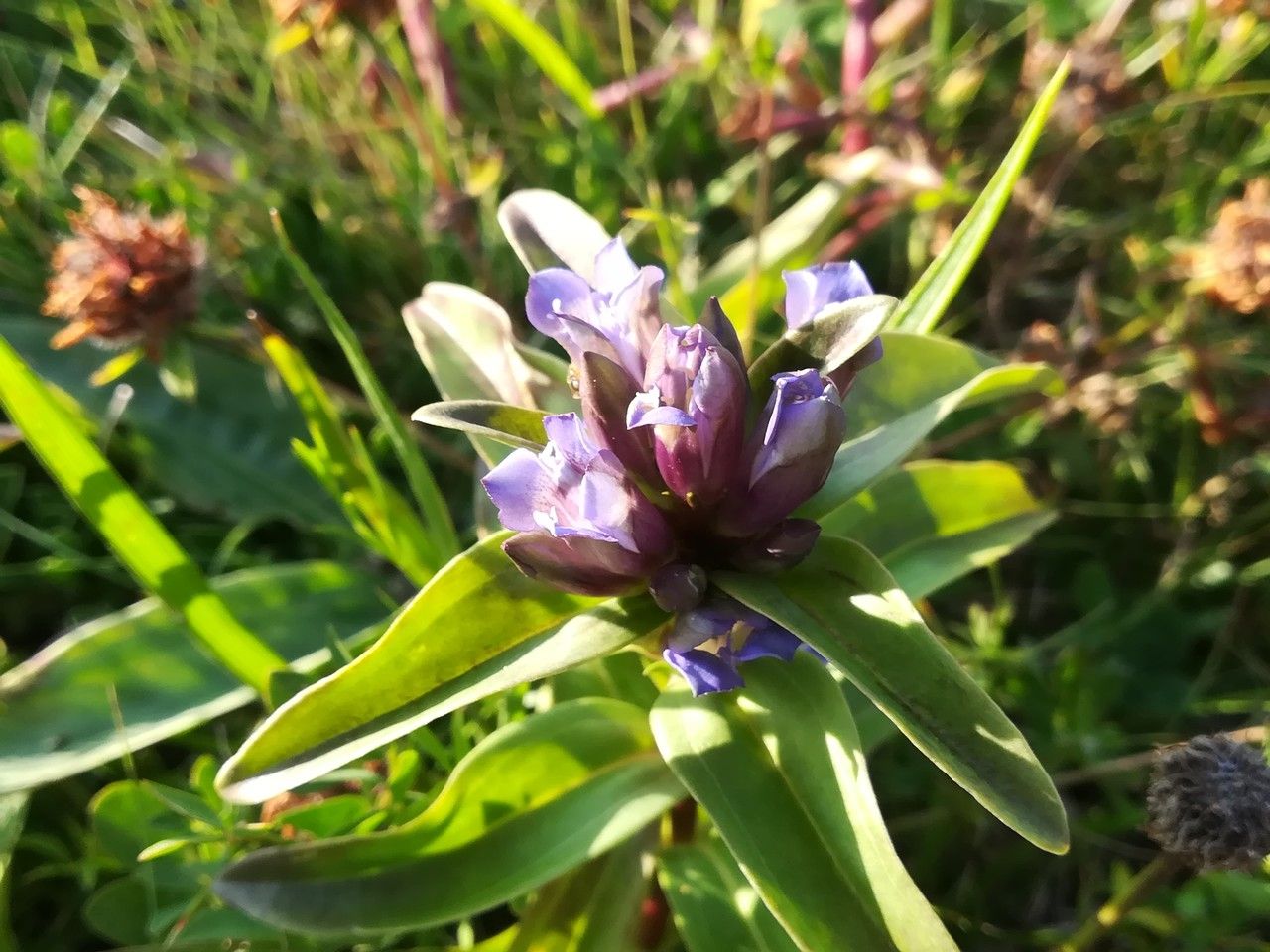 Gentiana cruciata — search result for 'Gentianaceae'