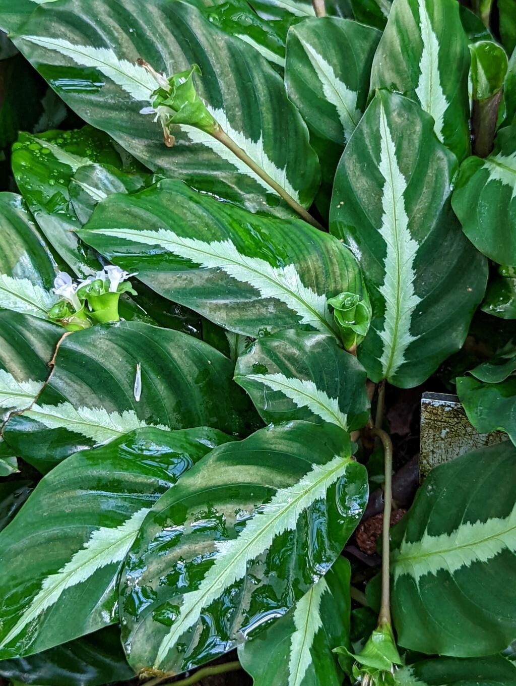 Calathea louisae leaf