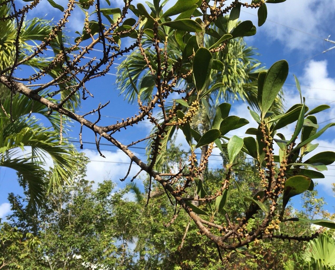 Myrsine acrantha flower