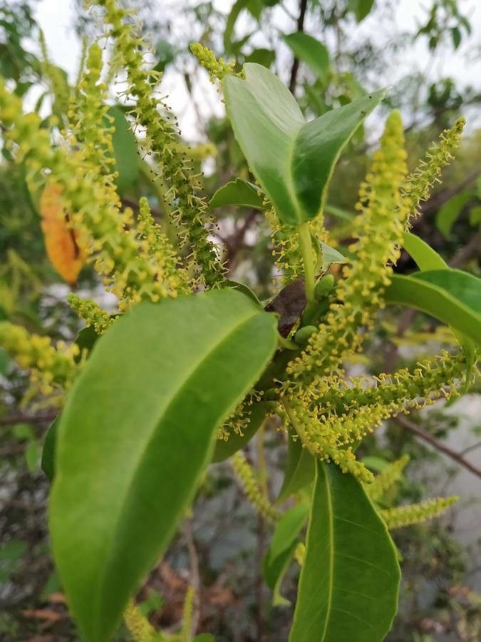Excoecaria agallocha flower