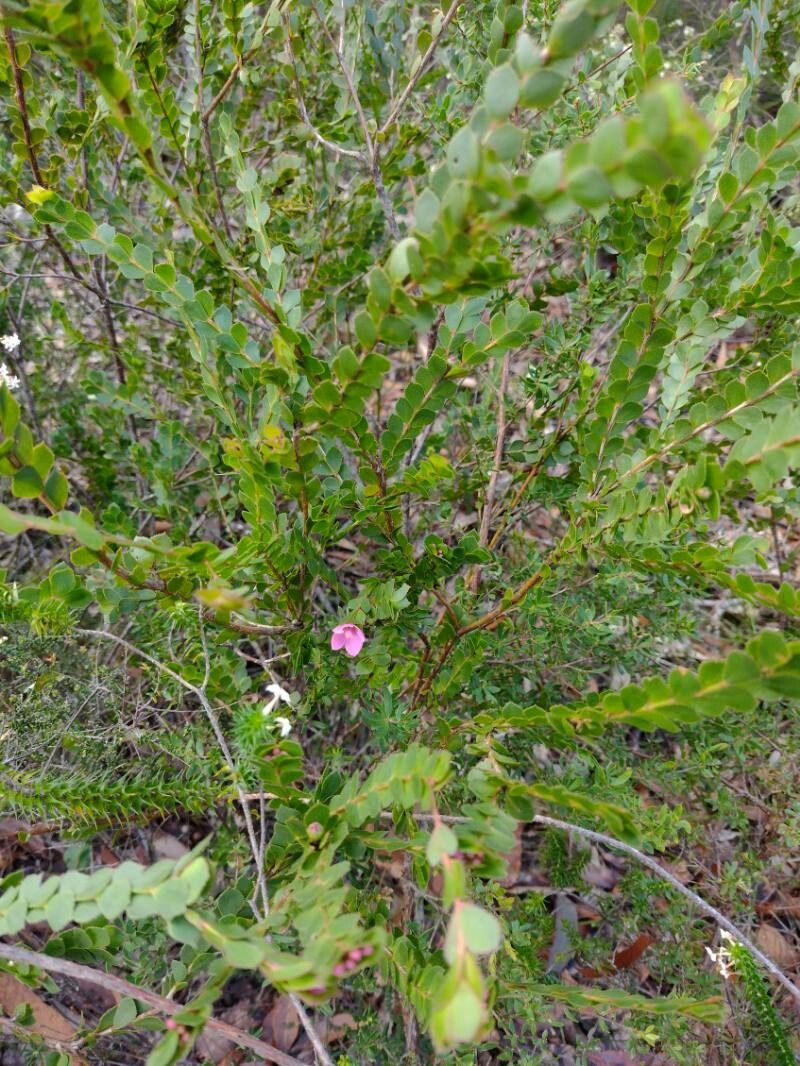 Boronia serrulata habit