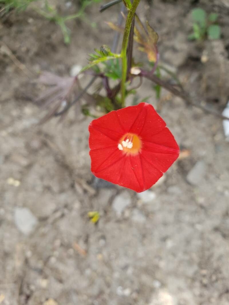 Ipomoea × multifida flower