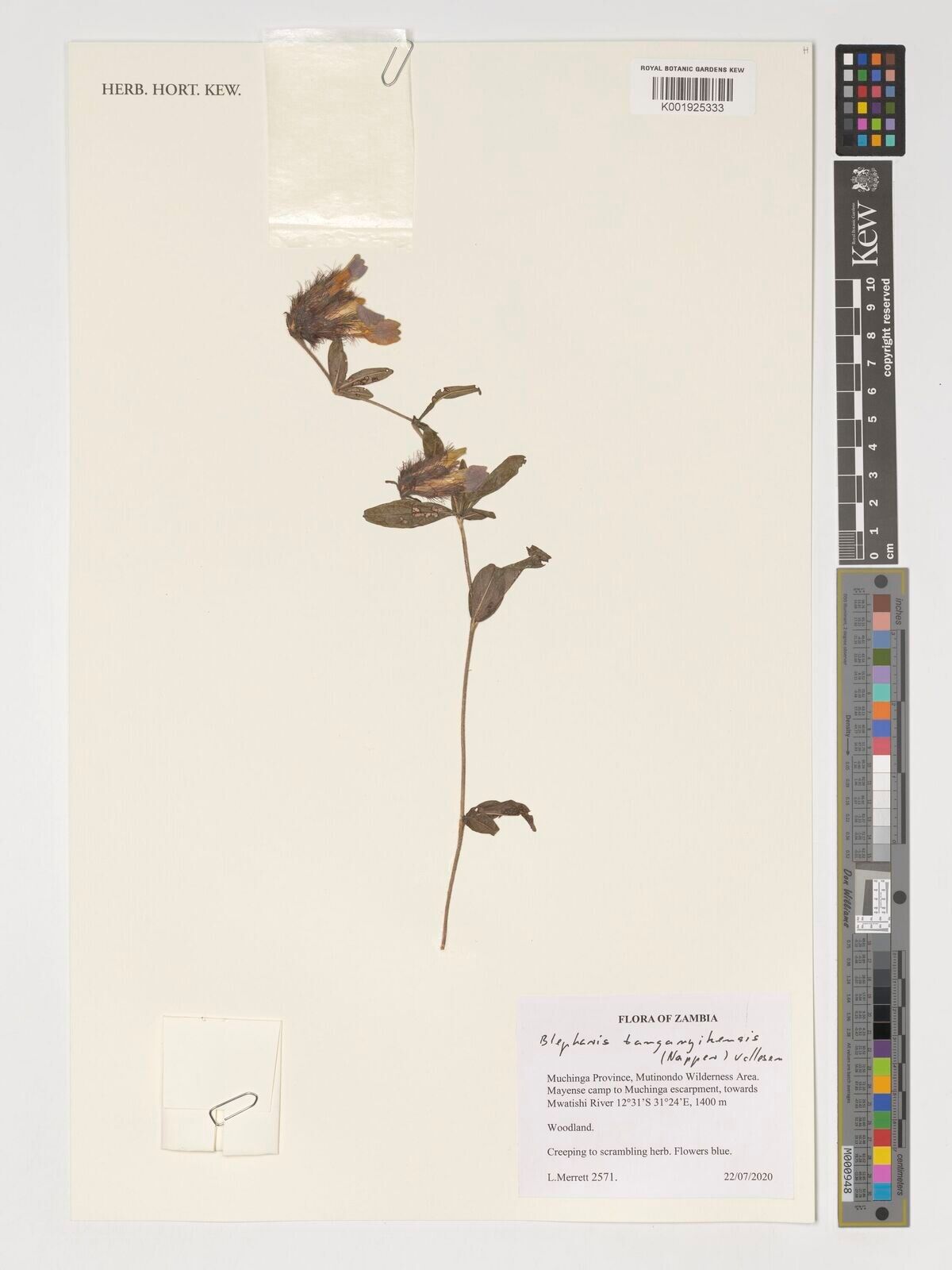 Blepharis tanganyikensis — houseplant care guide