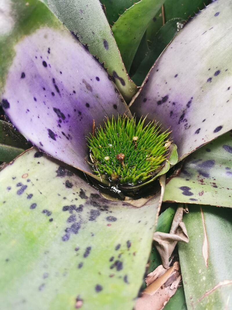 Neoregelia concentrica flower