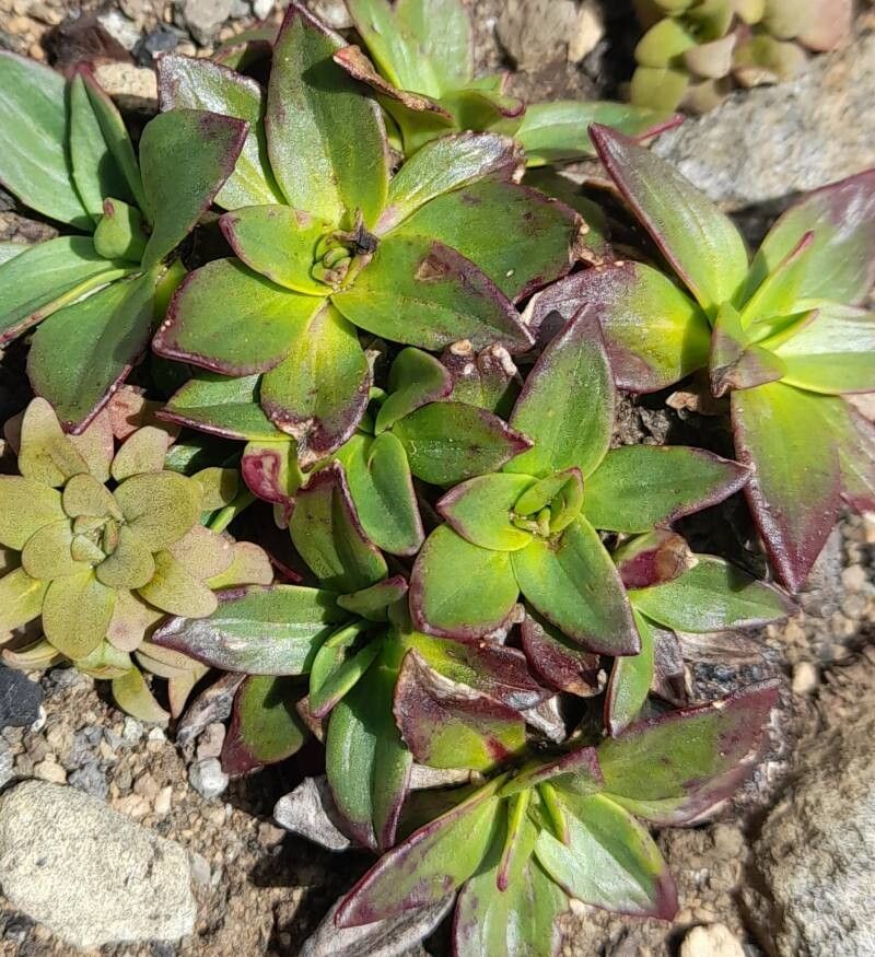 Plantago barbata — search result for 'Plantago'