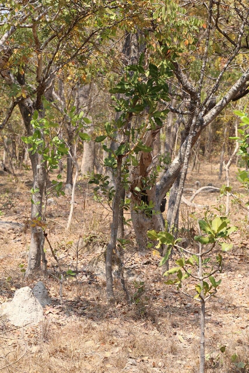 Garcinia pachyclada habit