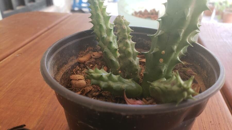 Huernia penzigii leaf
