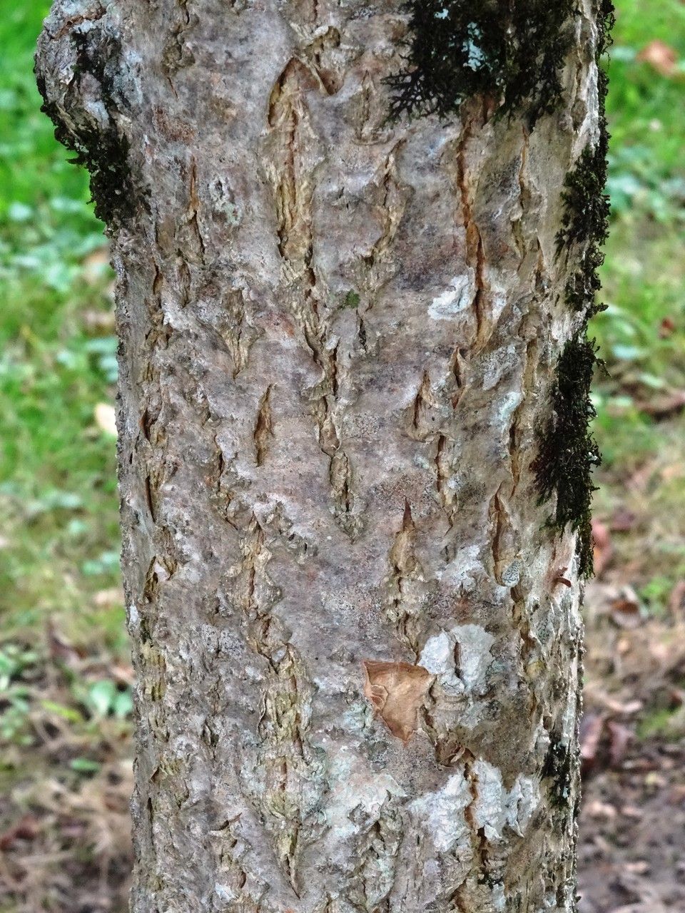 Phellodendron lavallei bark