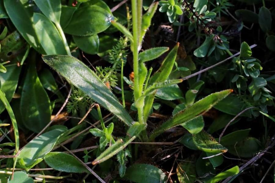 Silene ciliata — houseplant care guide