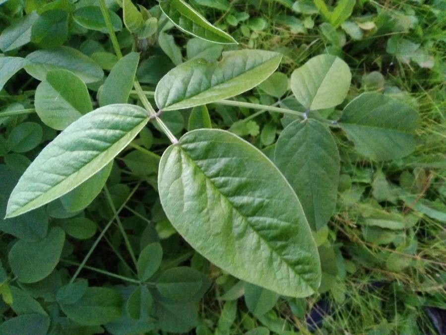 Bituminaria bituminosa — houseplant care guide