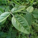 Bituminaria bituminosa