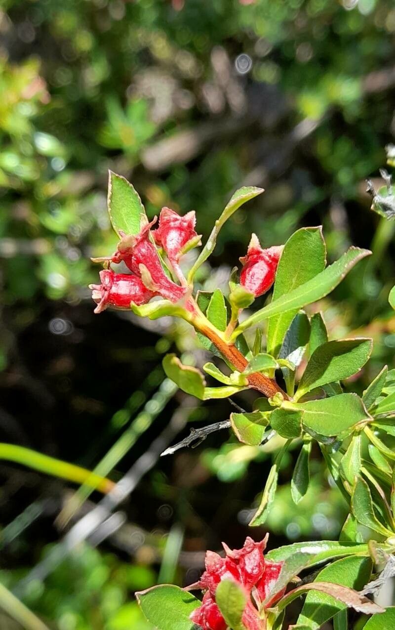 Escallonia alpina