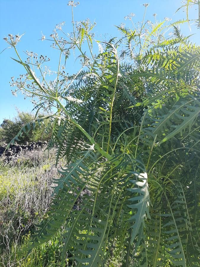 Sonchus canariensis — search result for 'Canary Islands'