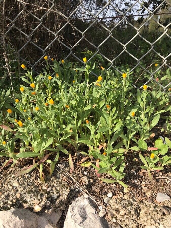 Calendula algeriensis habit