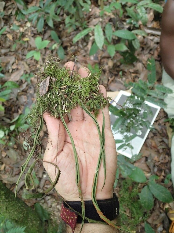 Loxogramme buettneri — related species from the same genus