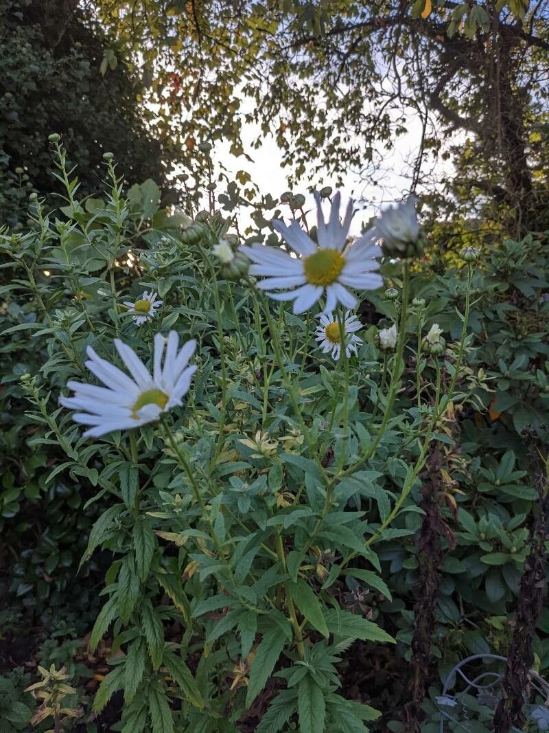 Leucanthemella serotina habit