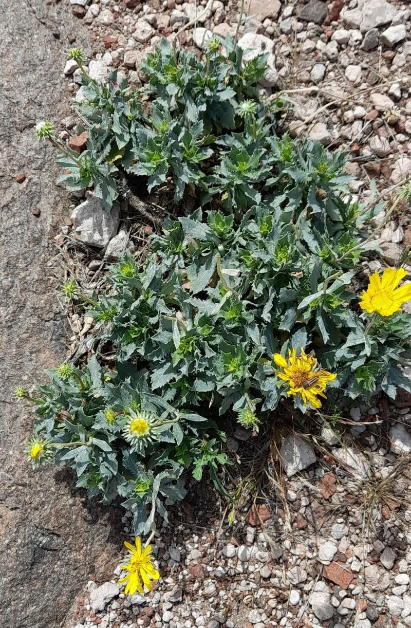 Grindelia covasii habit