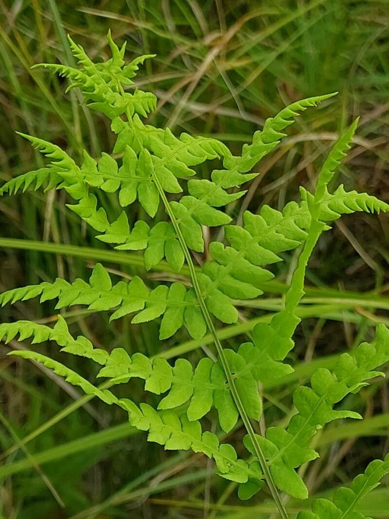 Thelypteris palustris leaf
