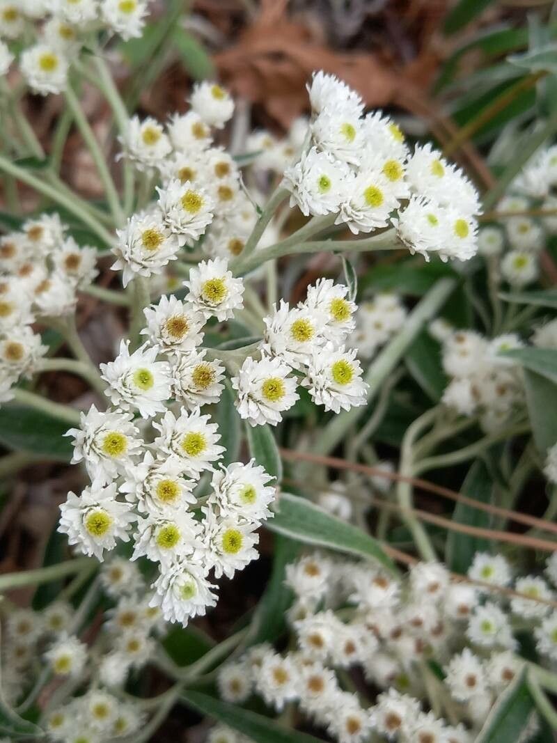 Anaphalis transnokoensis flower