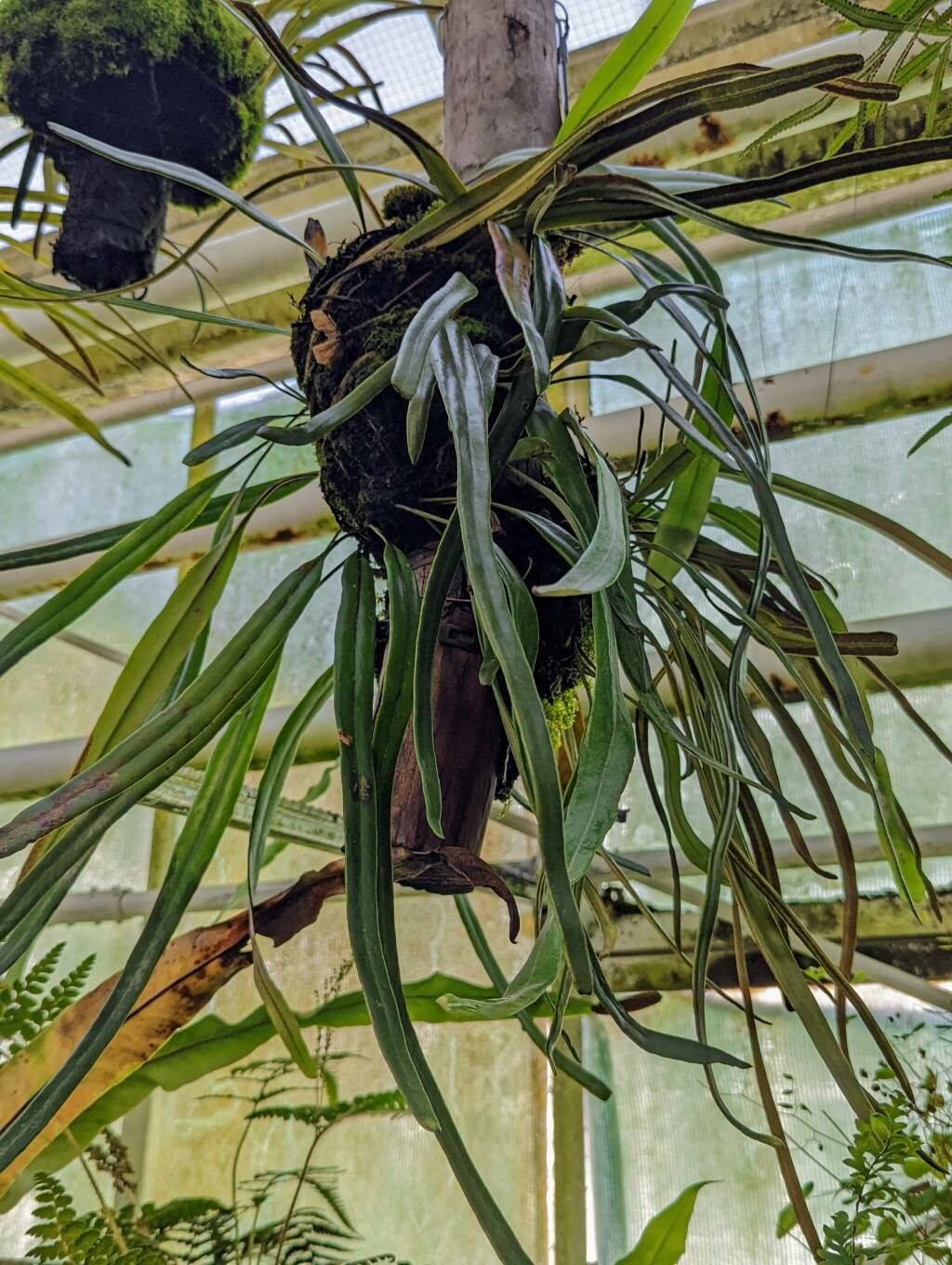 Pyrrosia longifolia habit