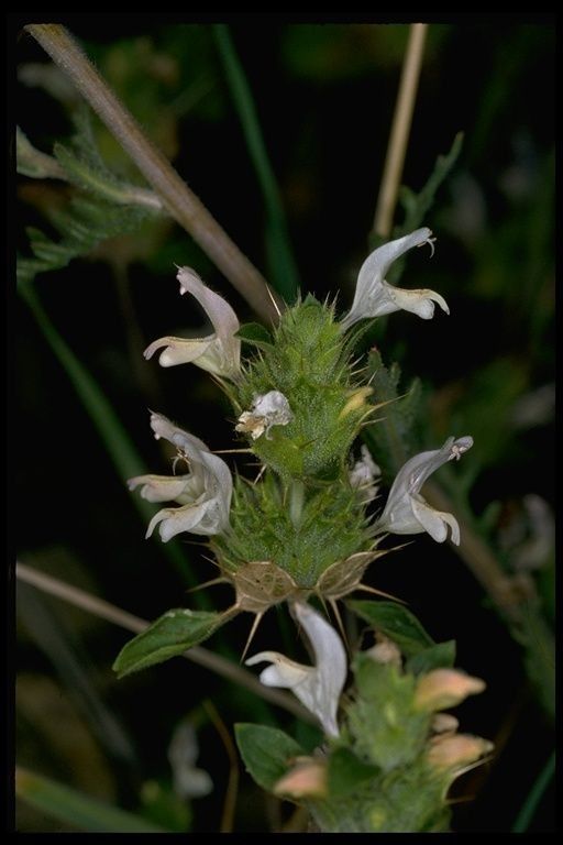 Acanthomintha lanceolata flower