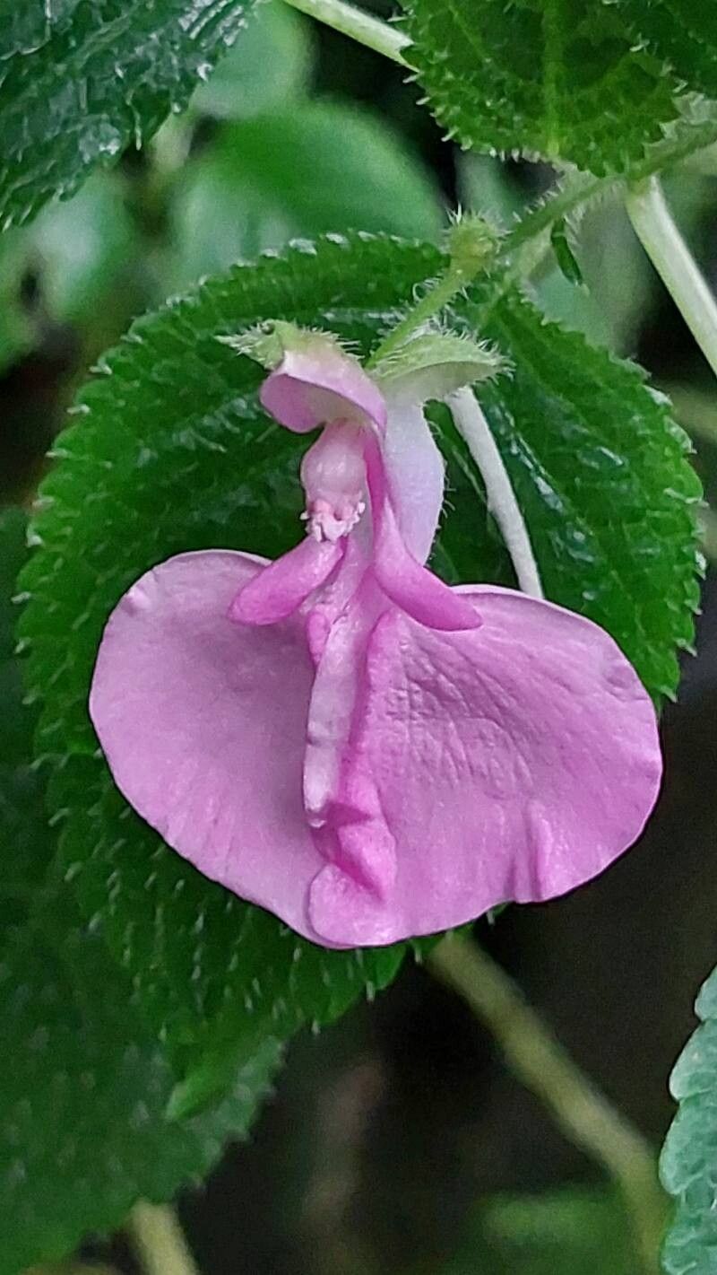 Impatiens apiculata flower