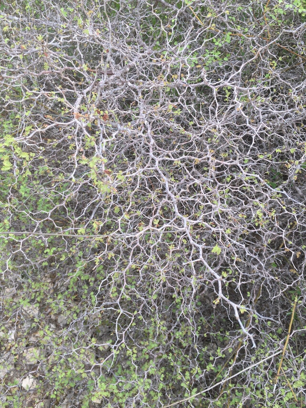 Mimosa delicatula habit