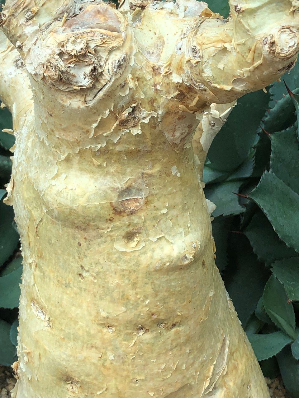 Cyphostemma currorii bark