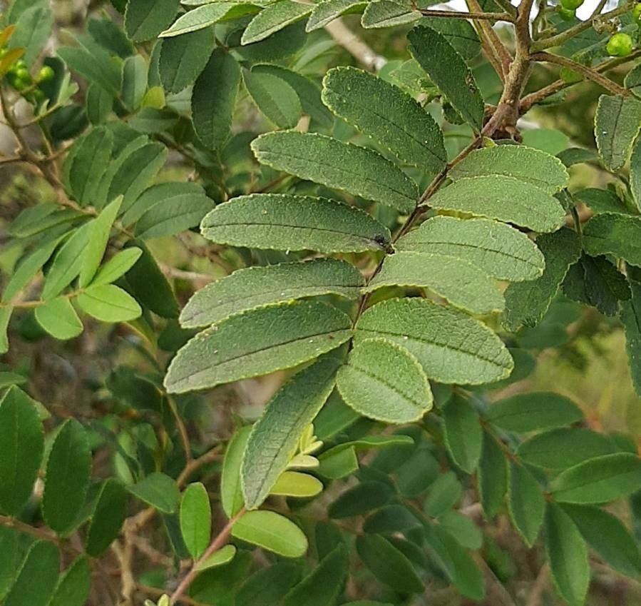 Pera glabrata — related species from the same genus