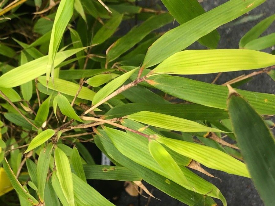 Fargesia rufa leaf