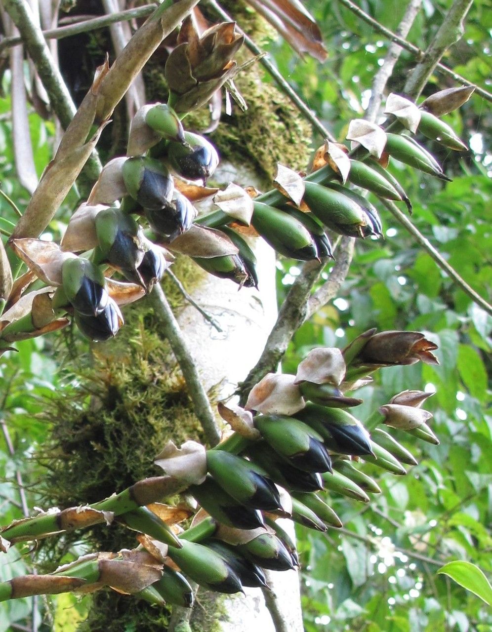 Werauhia werckleana fruit